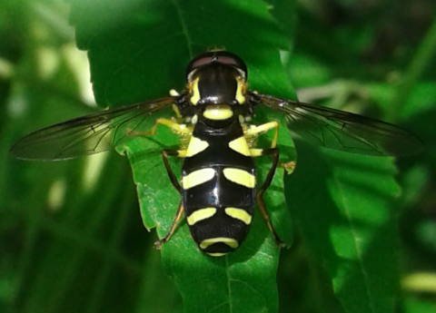 Syrphidae : Xanthogramma cfr. pedissequum? Xanthogramma stackelbergi